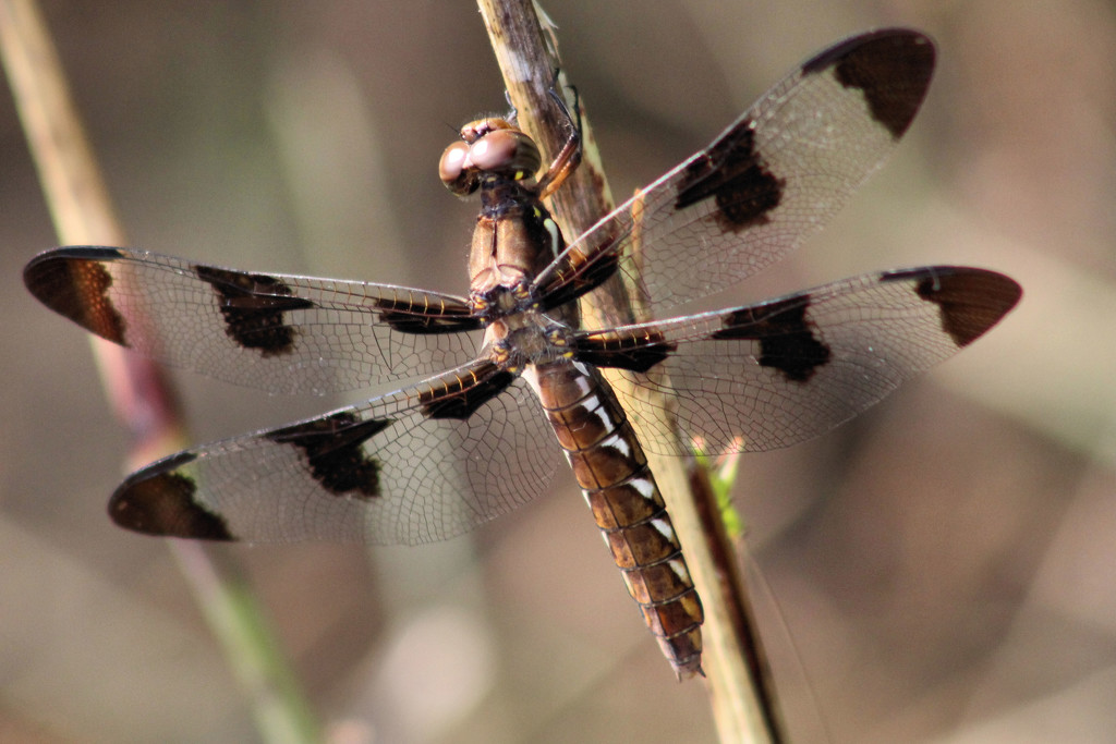 Brown Dragon by cjwhite