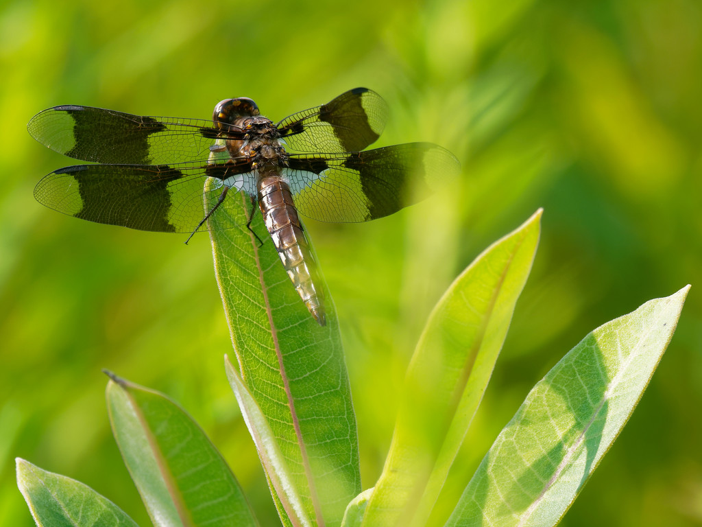 female common whitetail skimmer by rminer