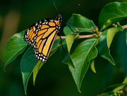 13th Aug 2018 - monarch butterfly