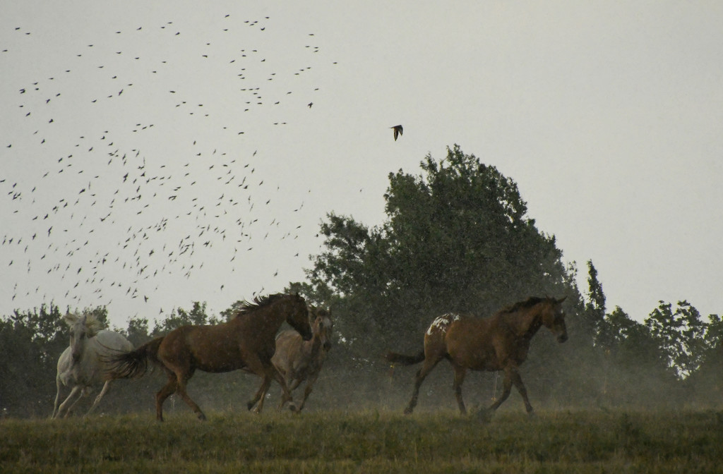 Horses in Rainstorm by kareenking