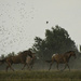Horses in Rainstorm by kareenking