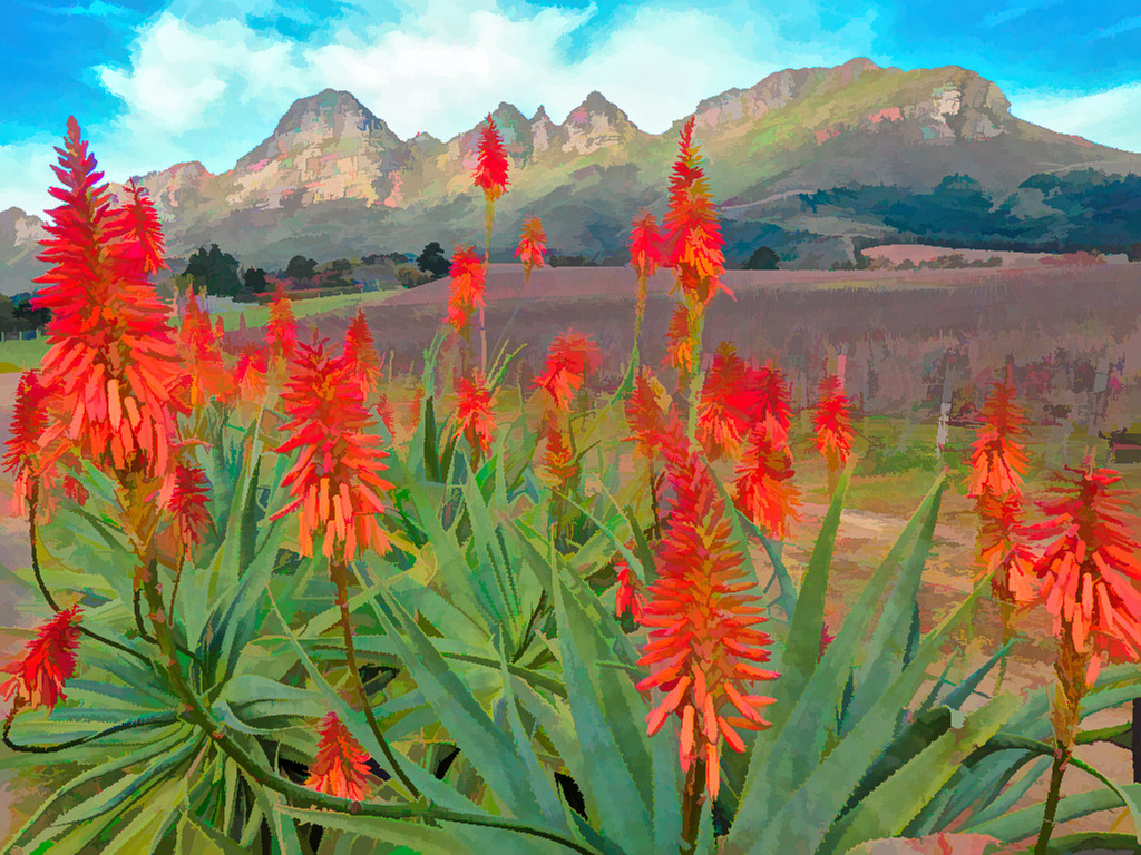 Painted Aloes by ludwigsdiana