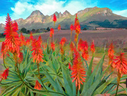 14th Aug 2018 - Painted Aloes