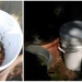 Composting Bin by mozette