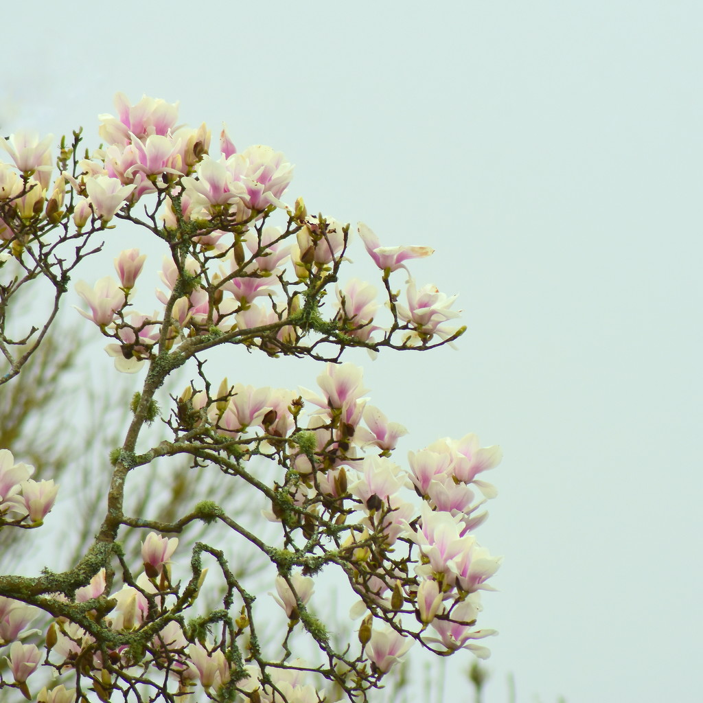 Magnolia by nickspicsnz