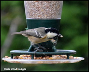 13th Aug 2018 - Coal Tit