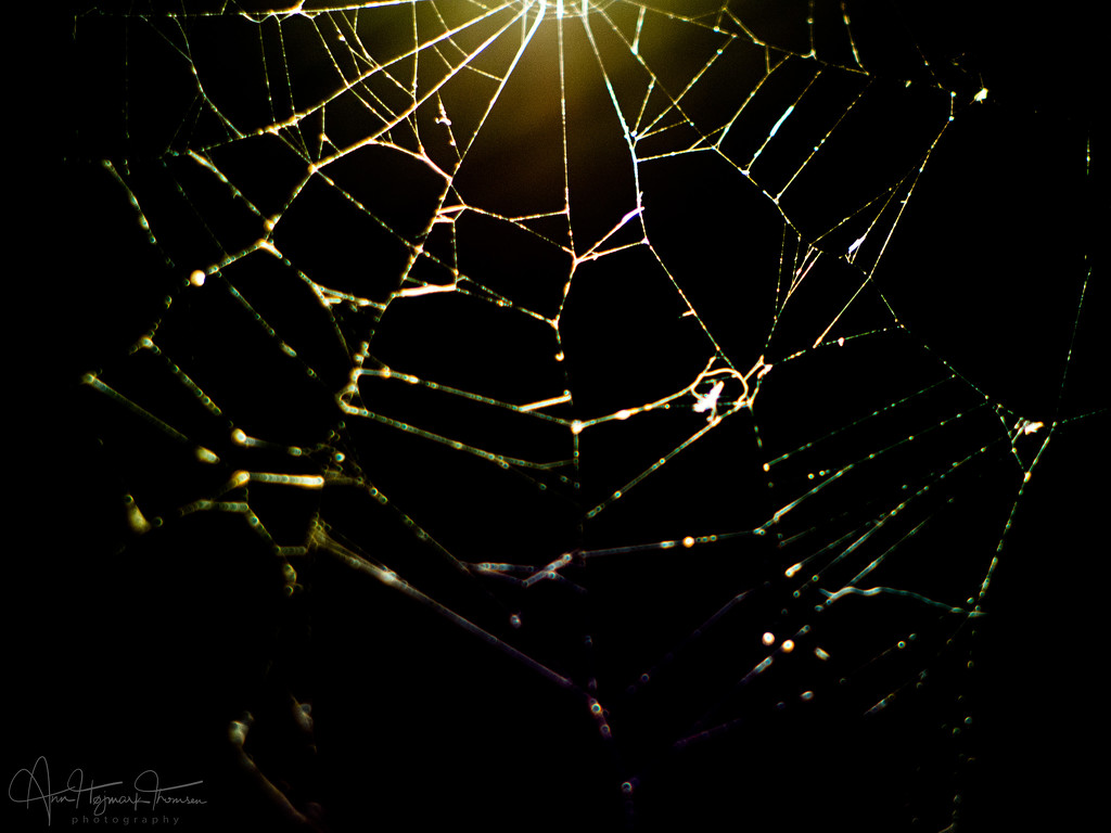 Spiderweb by atchoo