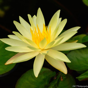 14th Aug 2018 - White water lily