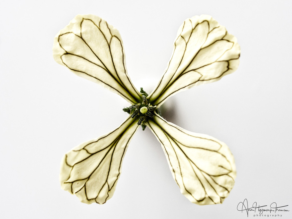 Like butterfly wings… by atchoo