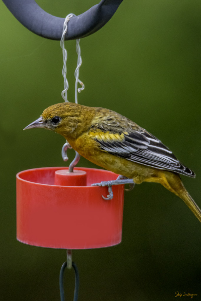 Immature Baltimore Oriole by skipt07