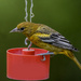 Immature Baltimore Oriole by skipt07