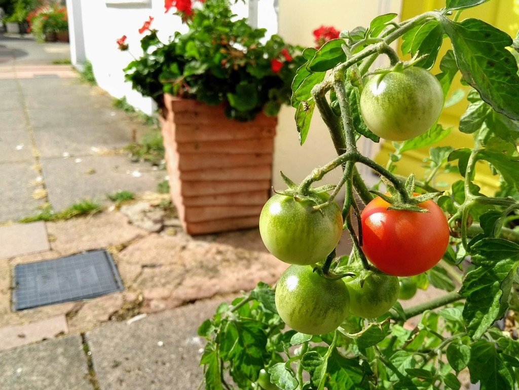 Green Tomatoes by 4rky