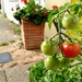 Green Tomatoes by 4rky