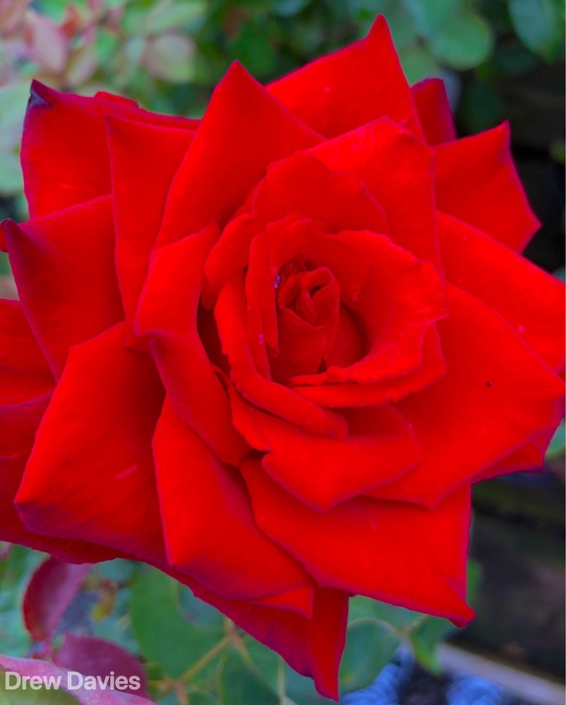 Red rose  by 365projectdrewpdavies