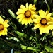 Bright  Yellow Flowers ~ by happysnaps