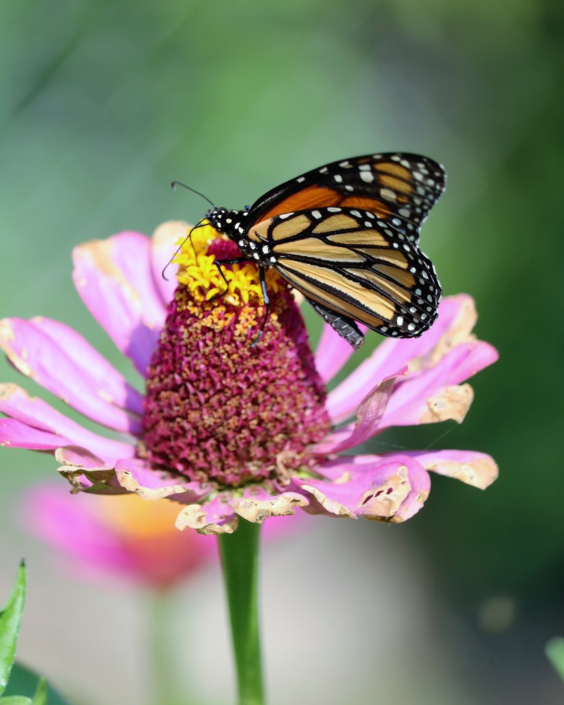 August 14: Monarch by daisymiller