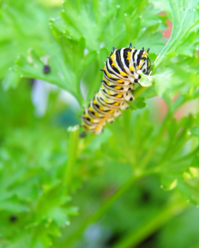 August 13: Swallowtail Caterpillar by daisymiller