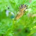 August 13: Swallowtail Caterpillar by daisymiller