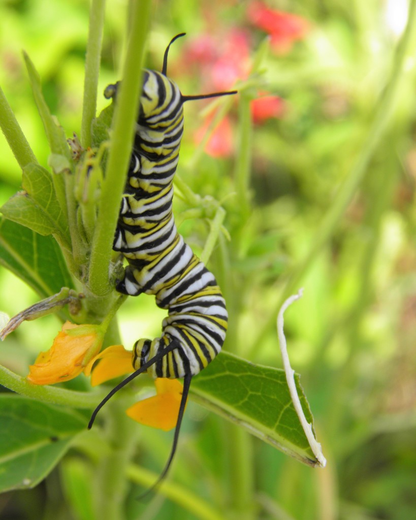 August 12: Monarch caterpillar by daisymiller