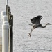 Heron take-off by amyk