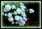 26th Jul 2018 - Clusters of White