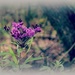 Love my roadside weeds! by essiesue