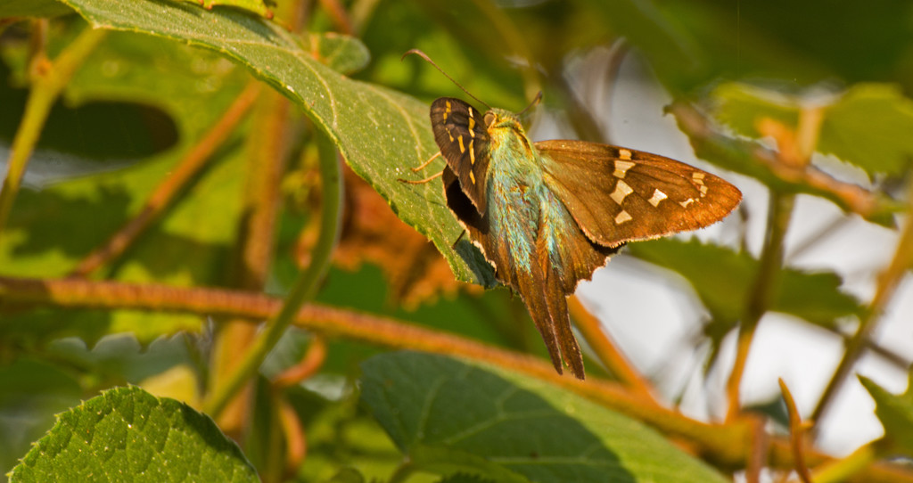 Another Long-Tailed Skipper! by rickster549