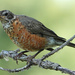 Juvenile American Robin by annepann