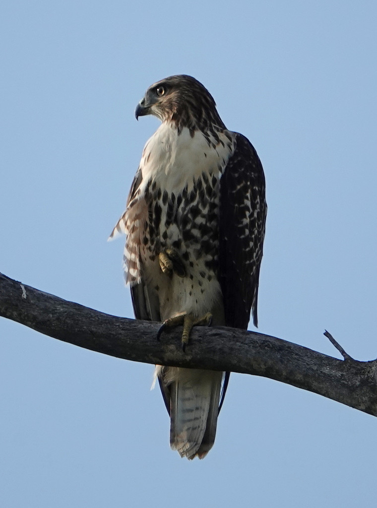 Red-tailed Hawk by annepann