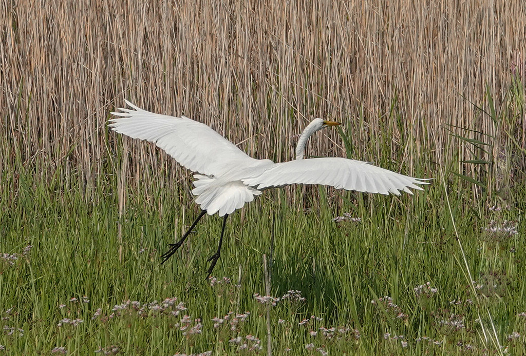 Great Egret landing by annepann