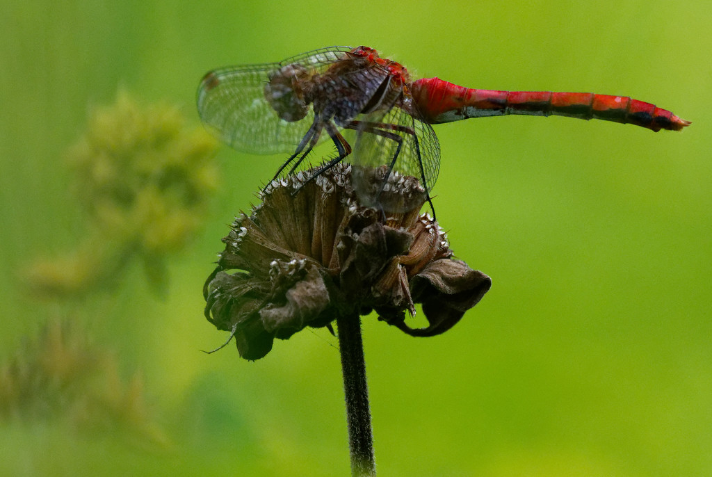 red darter dragonfly by rminer