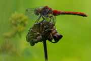 14th Aug 2018 - red darter dragonfly