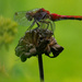 red darter dragonfly by rminer