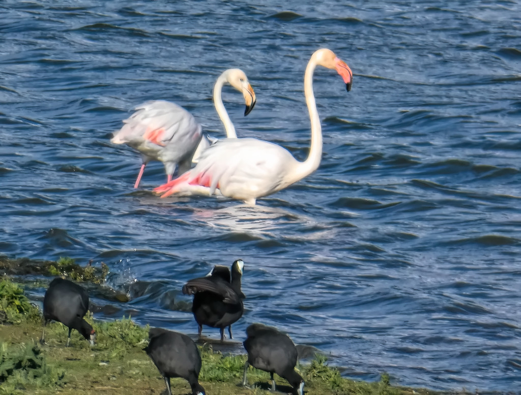 Flamingos at Vredenheim by ludwigsdiana