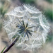 Unknown (“Western Salsify”) by pcoulson