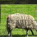 original sheep by anniesue