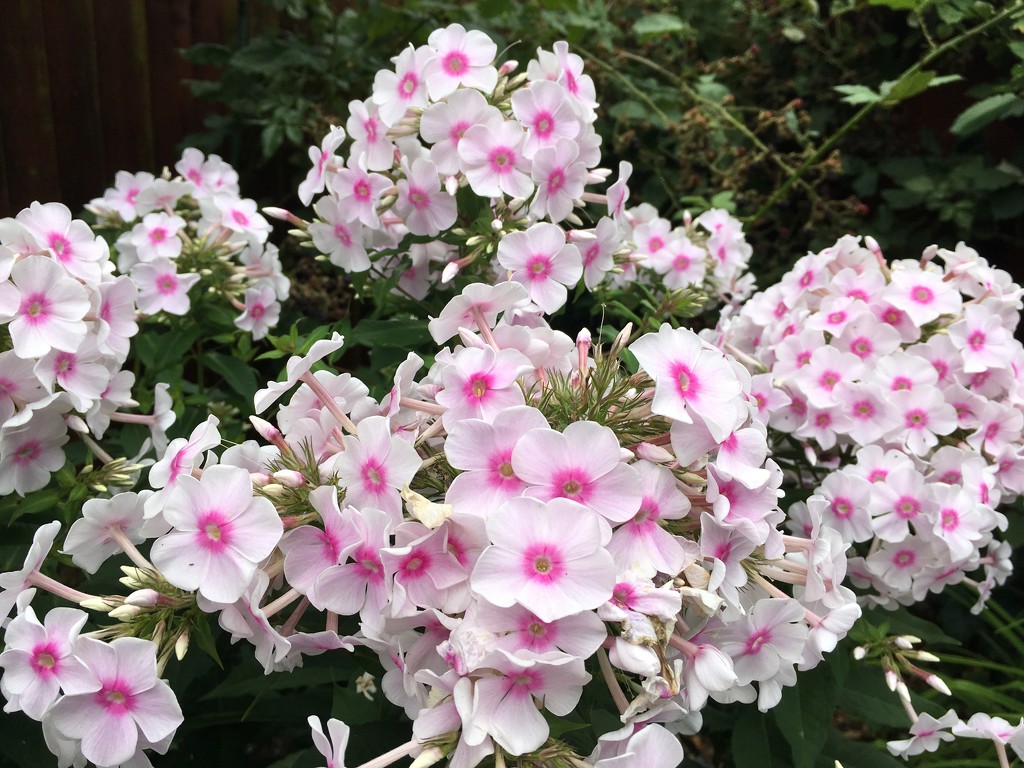 Phlox by 365projectmaxine