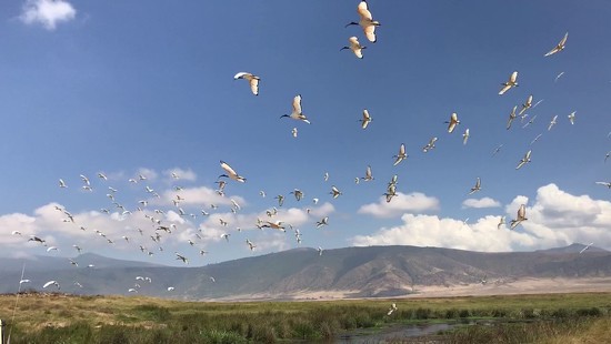 15th Aug 2018 - The Flight of the Sacred Ibis