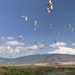 The Flight of the Sacred Ibis by allie912