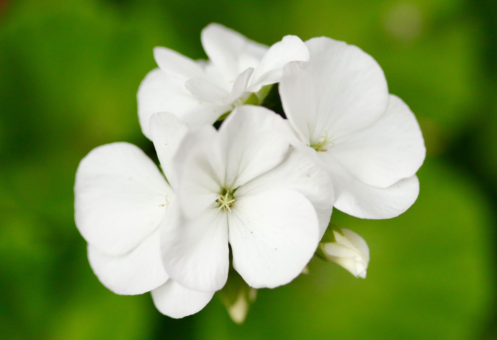 The simple beauty of a white geranium by orchid99