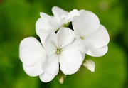 15th Aug 2018 - The simple beauty of a white geranium