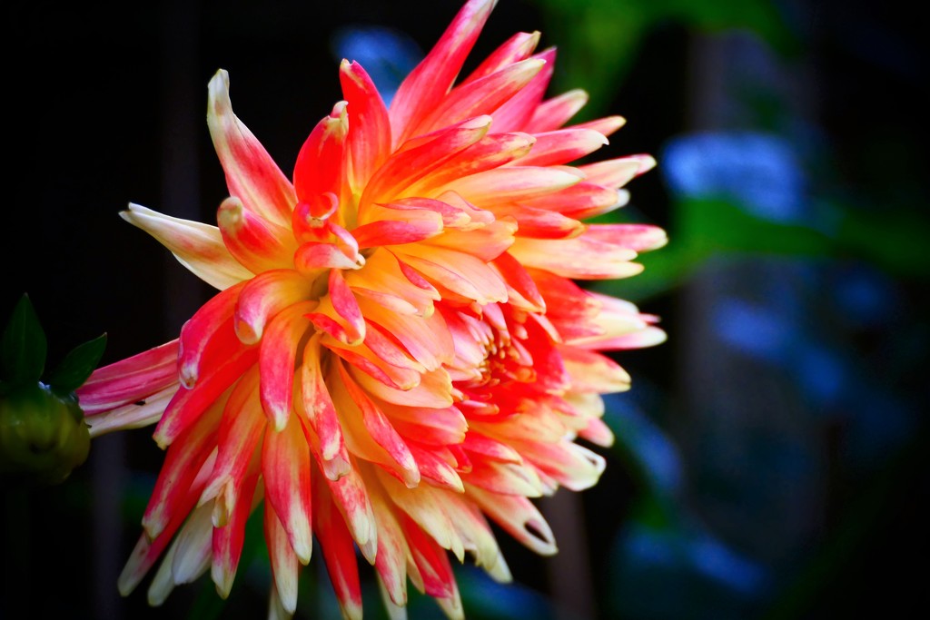 Brightly Coloured Dahlia by carole_sandford