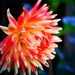 Brightly Coloured Dahlia by carole_sandford