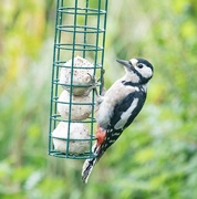 15th Aug 2018 - Great Spotted Woodpecker 