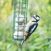 Great Spotted Woodpecker  by lifeat60degrees
