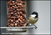 15th Aug 2018 - The coal tit again