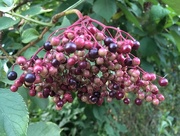 14th Aug 2018 - Elderberry