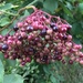 Elderberry by ninihi