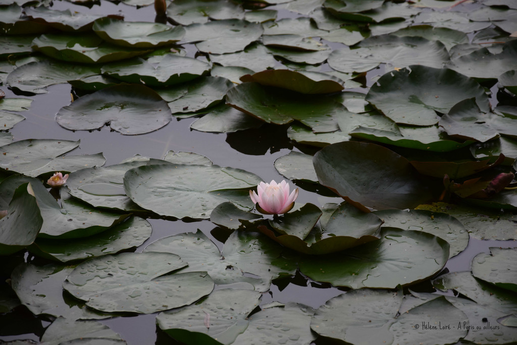 water lily by parisouailleurs