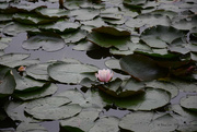 13th Aug 2018 - water lily
